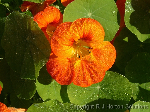 Nasturtiums orange